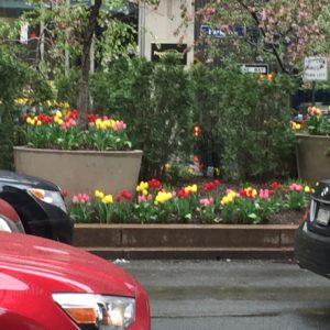 Tulips on Park Avenue